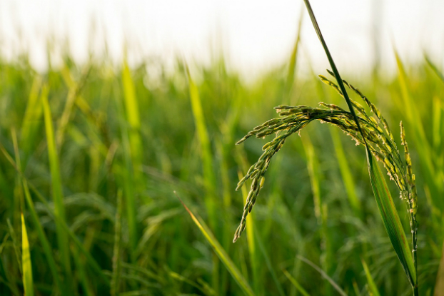 Apesar de desmatamento, vegetação aumenta na Terra Apesar de desmatamento, vegetação aumenta na Terra